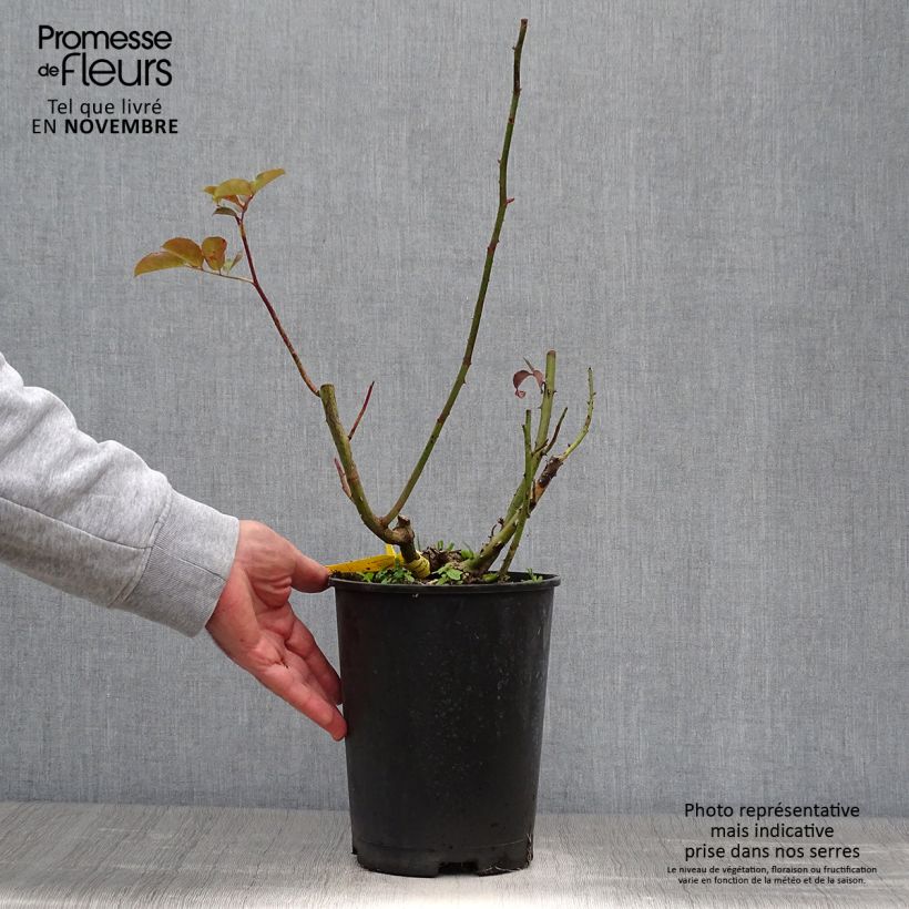 Spécimen de Rosier à grandes fleurs Hacienda Pot de 4L/5L tel que livré en automne