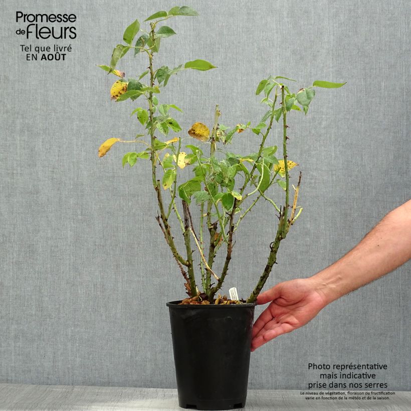 Spécimen de Rosier à grandes fleurs Henri Delbard en pot de 3L/4L tel que livré en été