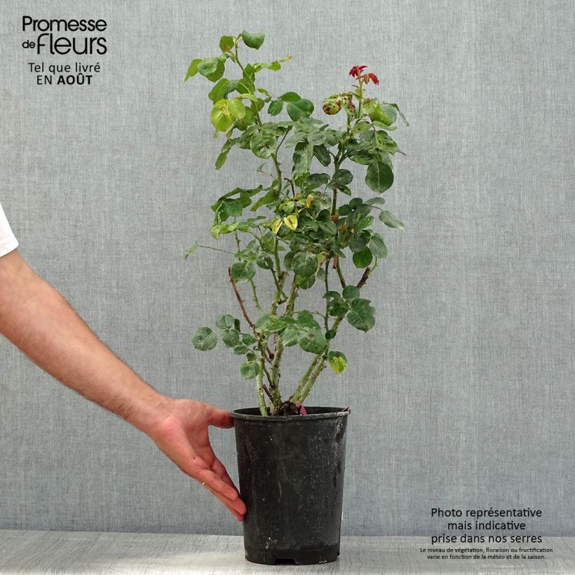 Spécimen de Rosier à grandes fleurs Henryane de Chaponay Pot de 4L/5L tel que livré en été