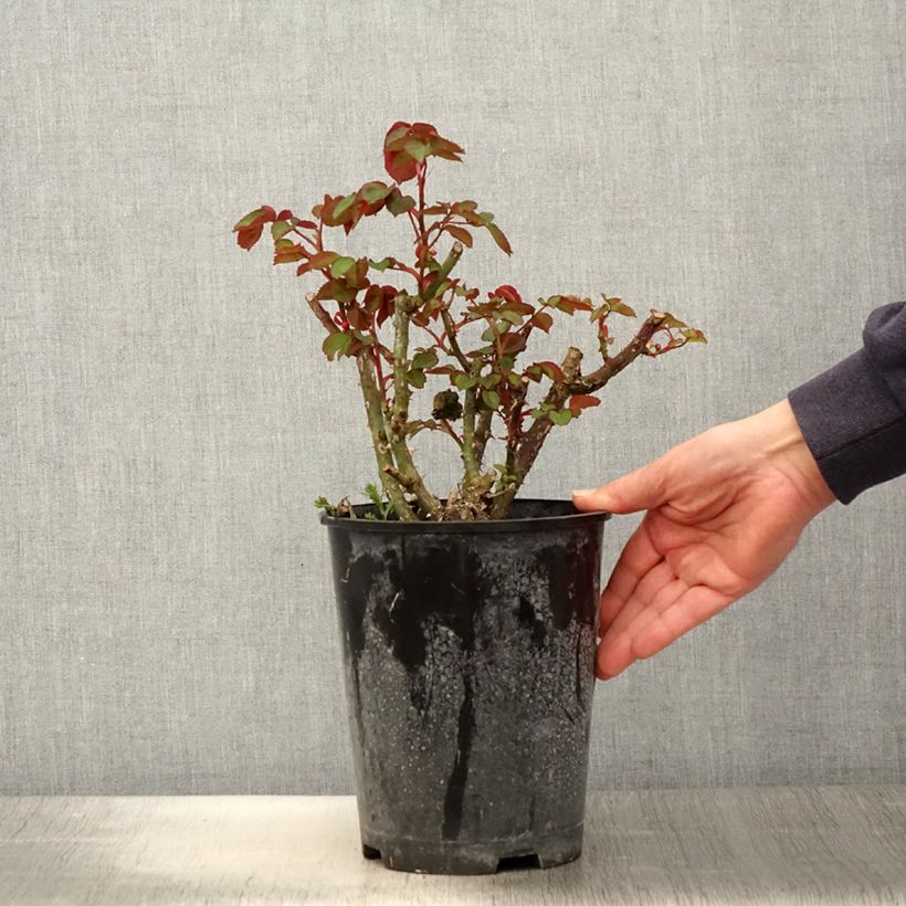 Spécimen de Rosier à grandes fleurs Henryane de Chaponay - pot de 4L/5L  tel que livré au printemps