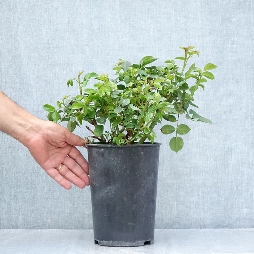Spécimen de Rosier à grandes fleurs Holiday Island Key Largo Pot de 4L/5L tel que livré en été