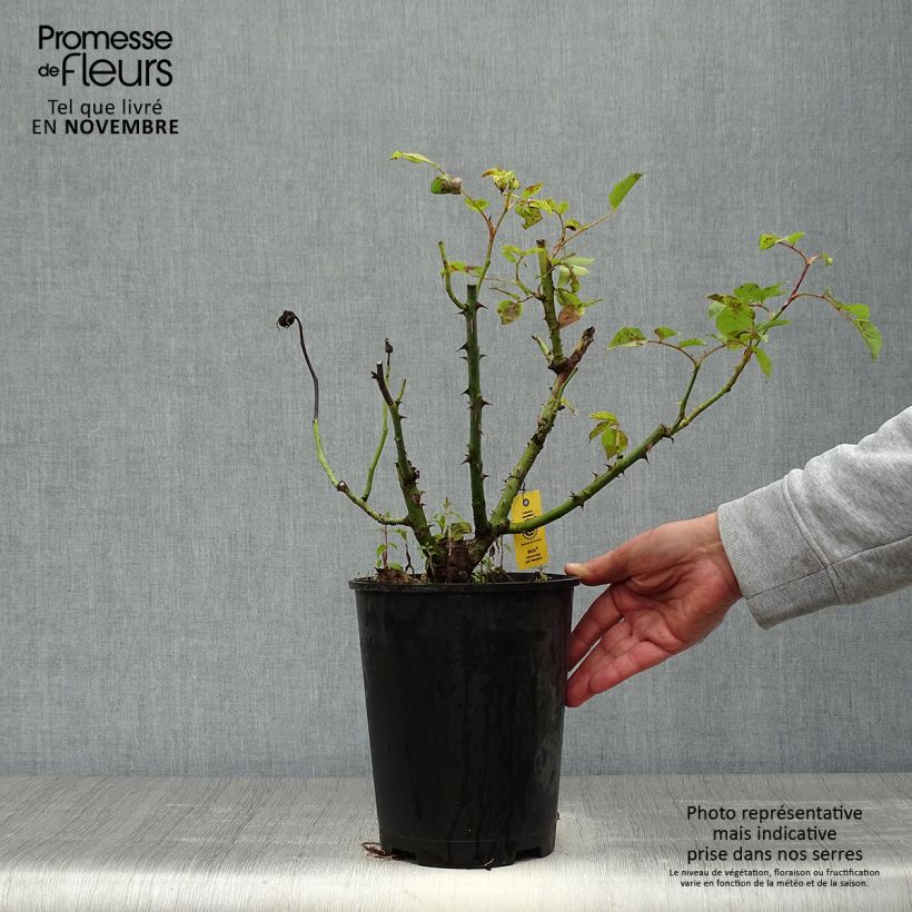 Spécimen de Rosier à grandes fleurs Ibiza Pot de 4L/5L tel que livré en automne