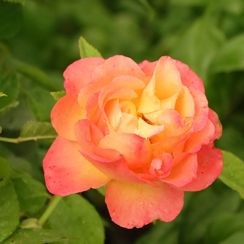 Rosier à grandes fleurs Ibiza (Floraison)
