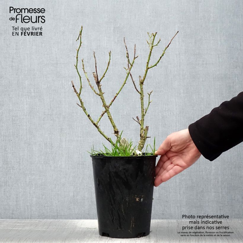 Spécimen de Rosier à grandes fleurs Impératrice Farah Pot de 4L/5L tel que livré en hiver