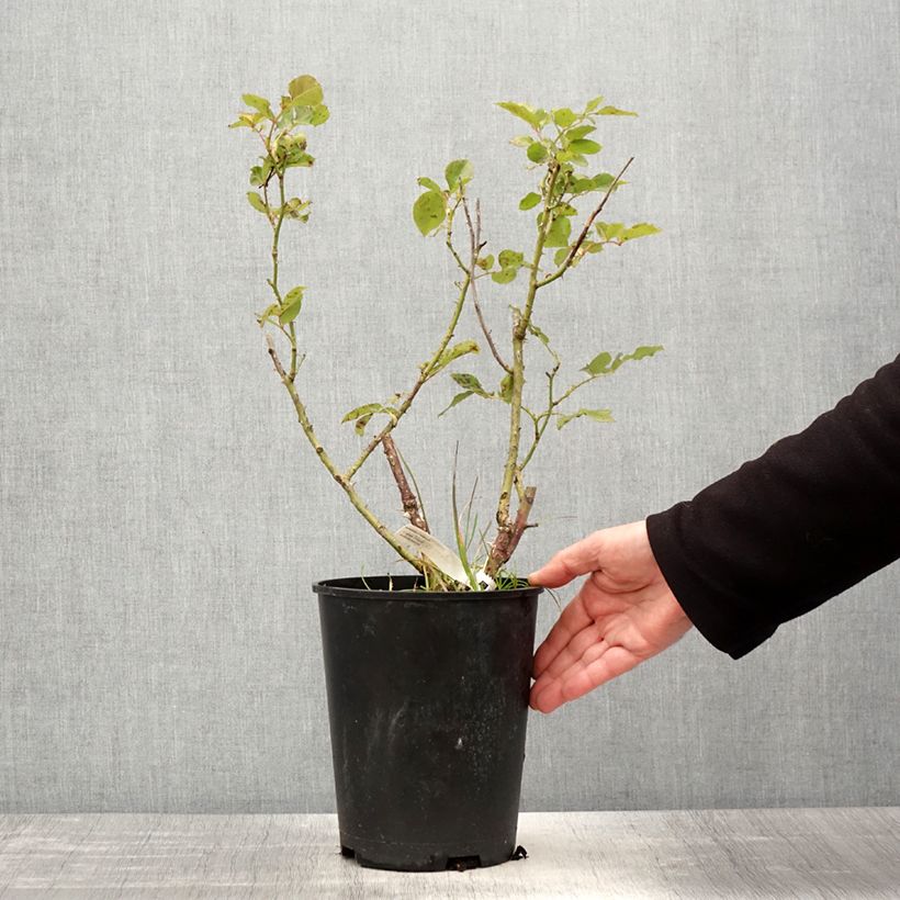 Spécimen de Rosier à grandes fleurs Impératrice Farah en pot de 4L. tel que livré au printemps
