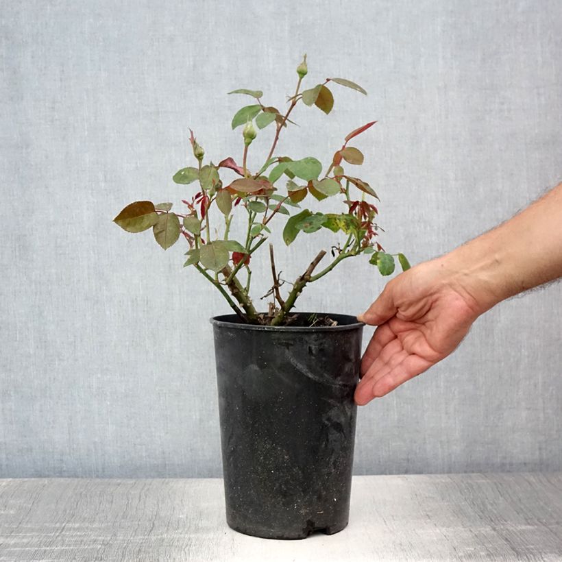 Spécimen de Rosier à grandes fleurs Ingrid Bergman Pot de 4L/5L tel que livré en été