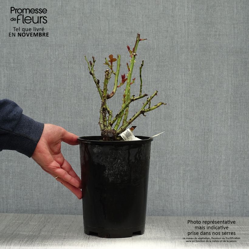 Spécimen de Rosier à grandes fleurs Isabelle Autissier Pot de 4L/5L tel que livré en automne