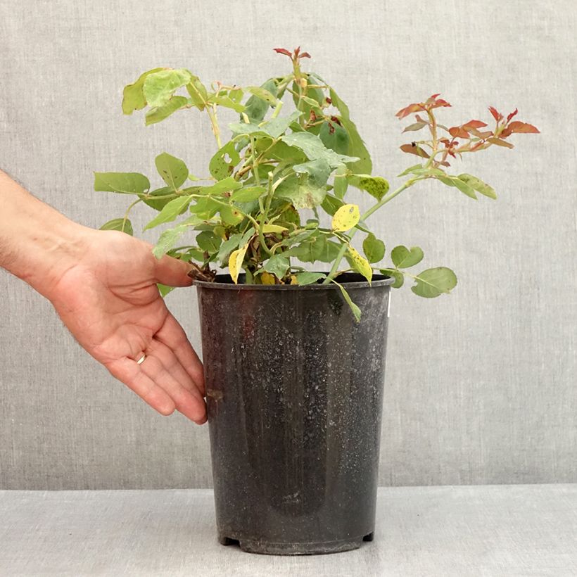 Spécimen de Rosier à grandes fleurs Jalitah Pot de 4L/5L tel que livré en été