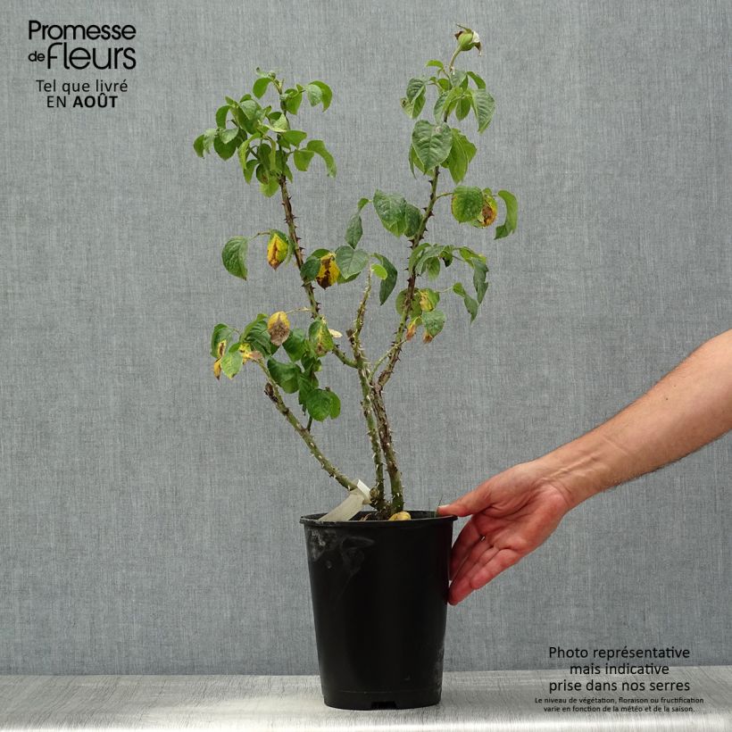 Spécimen de Rosier à grandes fleurs Jeanne Coeur Pot de 4L/5L tel que livré en été