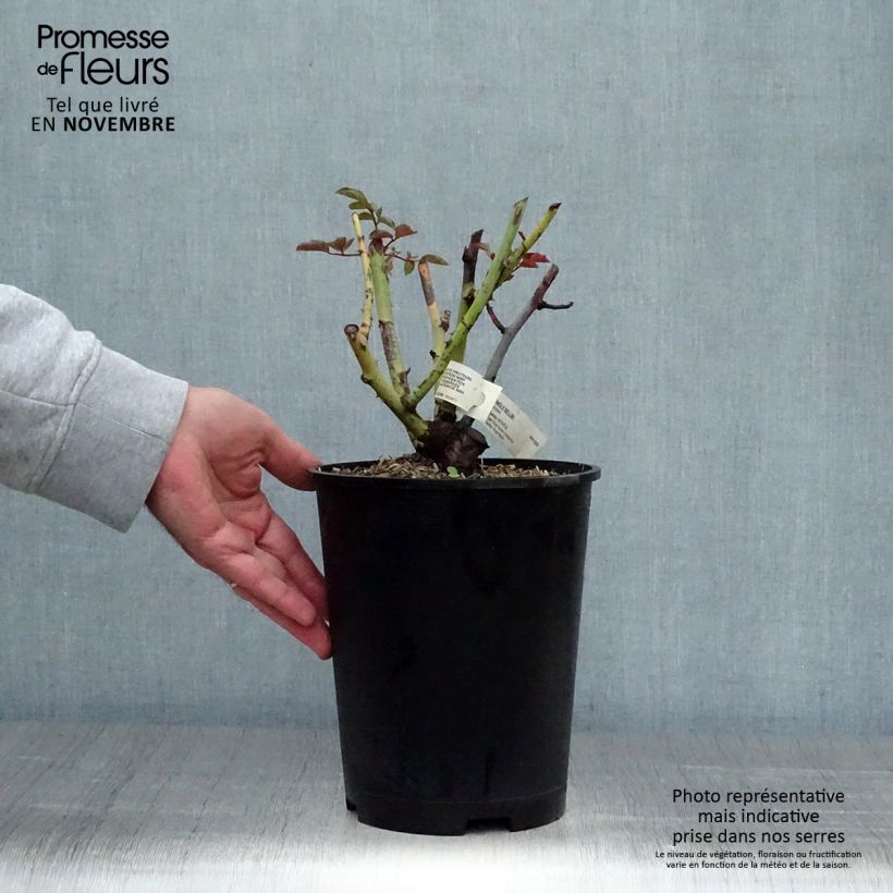 Spécimen de Rosier à grandes fleurs Jingle Bells Pot de 4L/5L tel que livré en automne