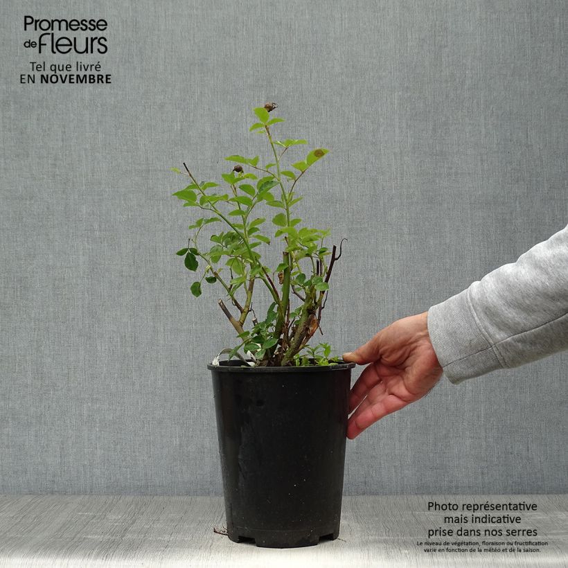 Spécimen de Rosier à grandes fleurs Jules Verne Pot de 4L/5L tel que livré en automne