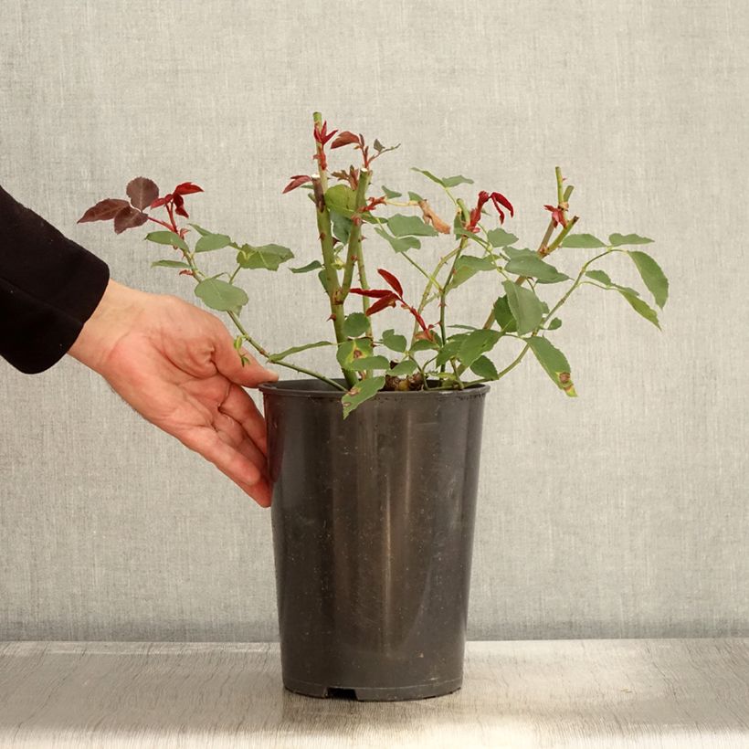 Spécimen de Rosier à grandes fleurs Just Joey Pot de 4L/5L tel que livré en automne