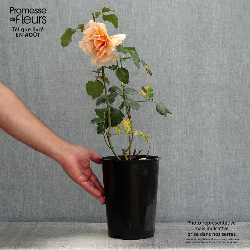 Spécimen de Rosier à grandes fleurs Just Joey Pot de 4L/5L tel que livré en été