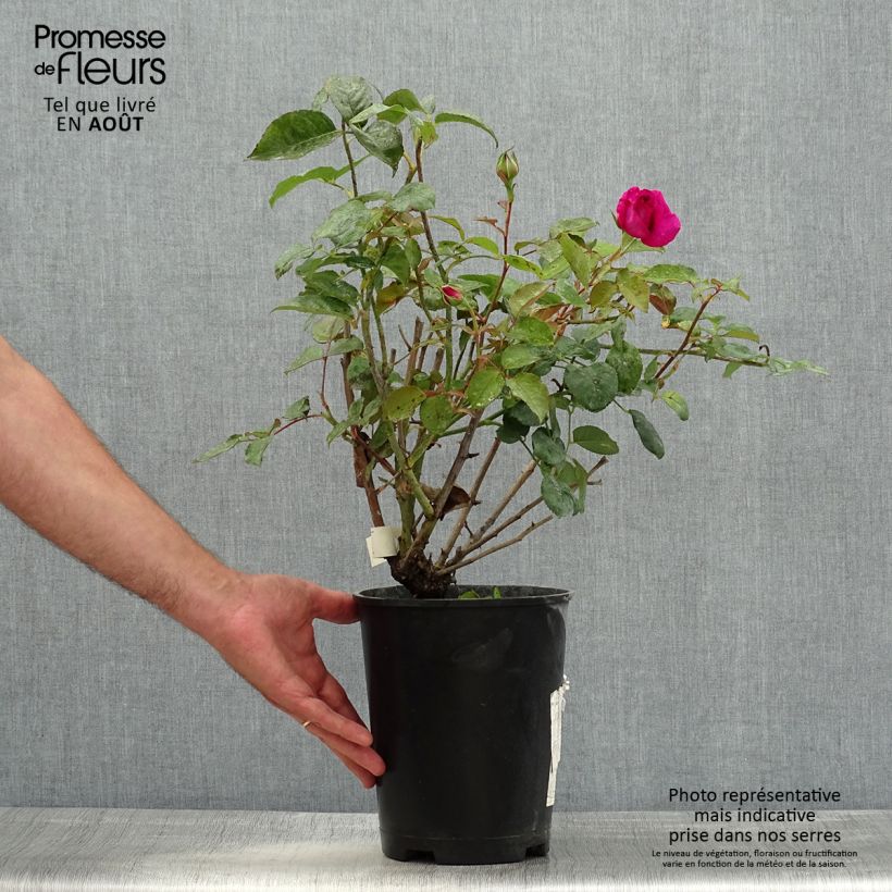 Spécimen de Rosier à grandes fleurs Kazatchok - pot de 4L/5L tel que livré en été