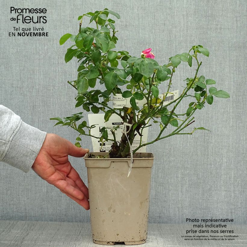 Spécimen de Rosier à grandes fleurs La Rose de Molinard Pot de 4L/5L tel que livré en automne