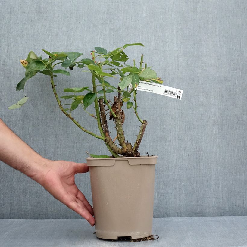 Spécimen de Rosier à grandes fleurs La rose Monsieur Pot de 4L/5L tel que livré en été