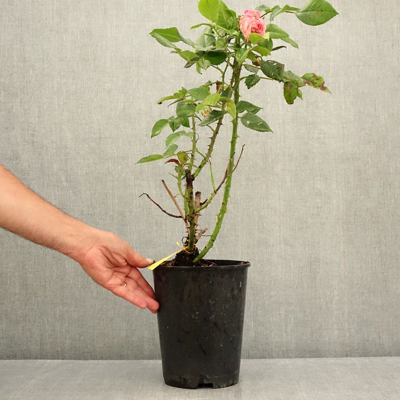 Spécimen de Rosier à grandes fleurs Les Années Folles Fox Trot Pot de 4L/5L tel que livré en été