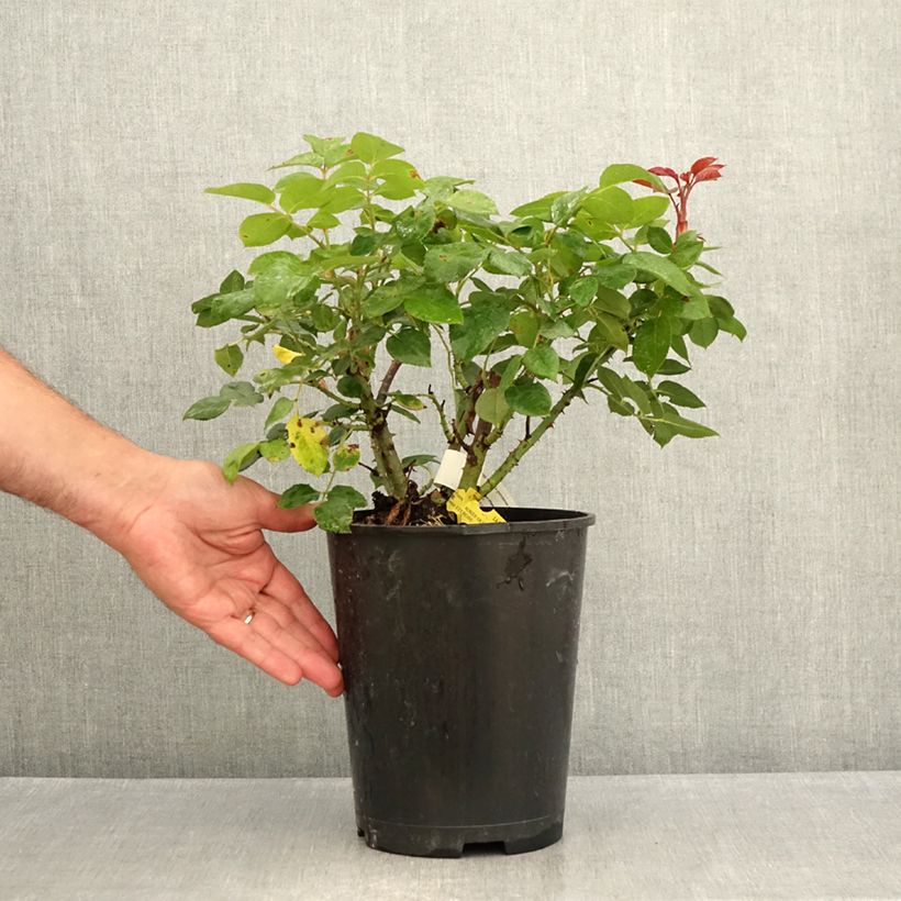 Spécimen de Rosier à grandes fleurs Les Années Folles La Garçonne Pot de 4L/5L tel que livré en été