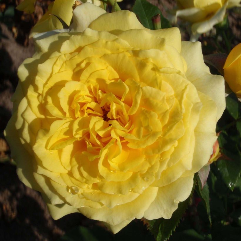 Rosier à grandes fleurs Les Années Folles La Rotonde (Floraison)