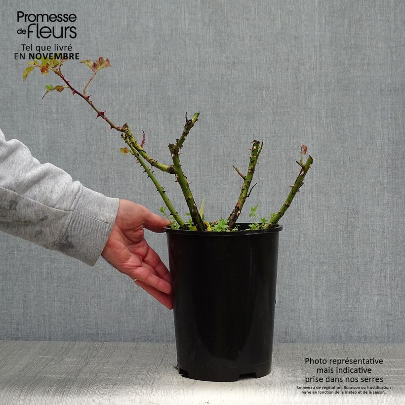 Spécimen de Rosier à grandes fleurs Les Années Folles La Rotonde Pot de 4L/5L tel que livré en automne