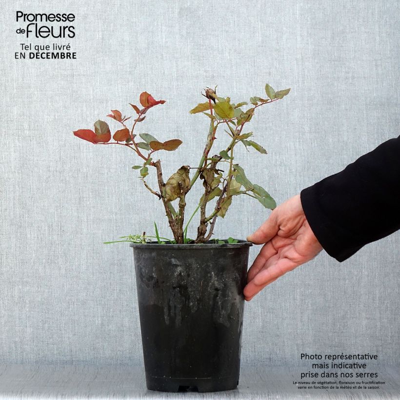 Spécimen de Rosier à grandes fleurs Les Années Folles Mistinguett Pot de 4L/5L tel que livré en automne