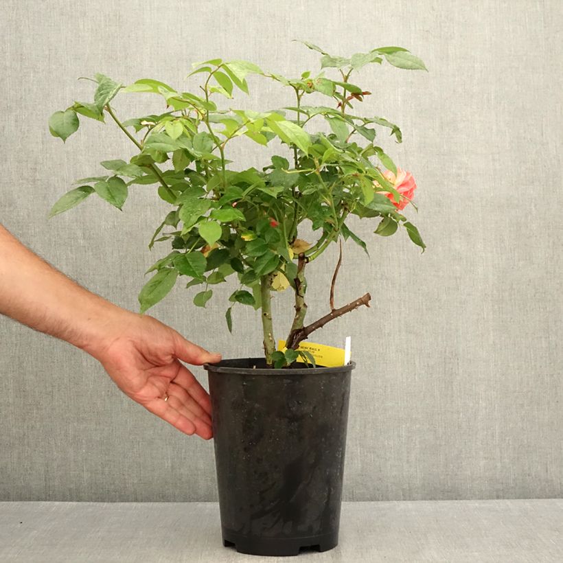 Spécimen de Rosier à grandes fleurs Les Années Folles Music Hall Pot de 4L/5L tel que livré en été