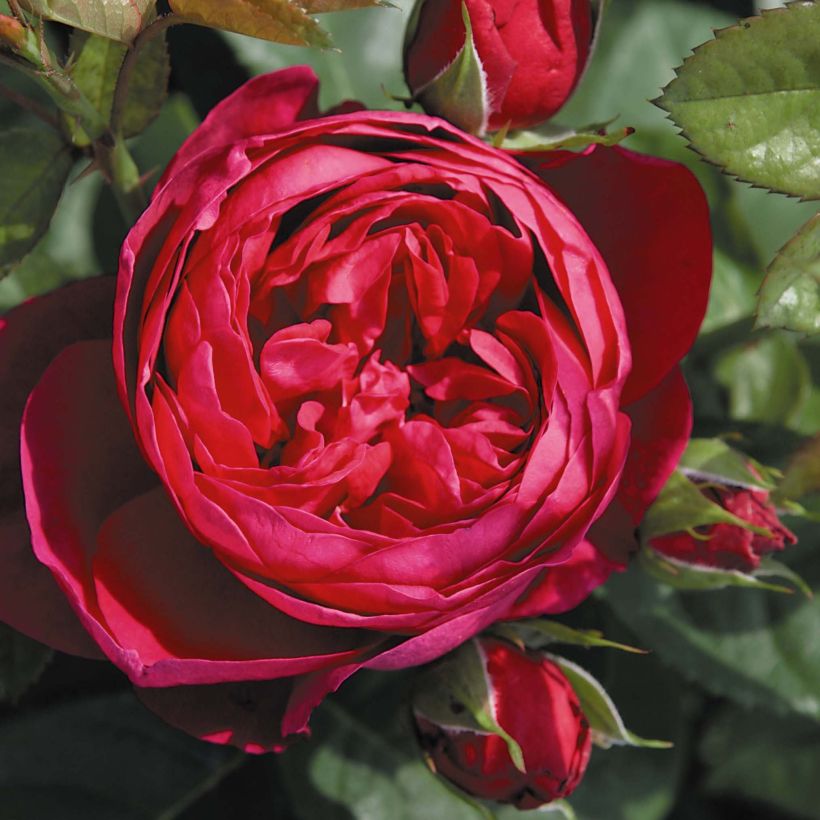 Rosier à grandes fleurs Les Années Folles Trocadéro (Floraison)