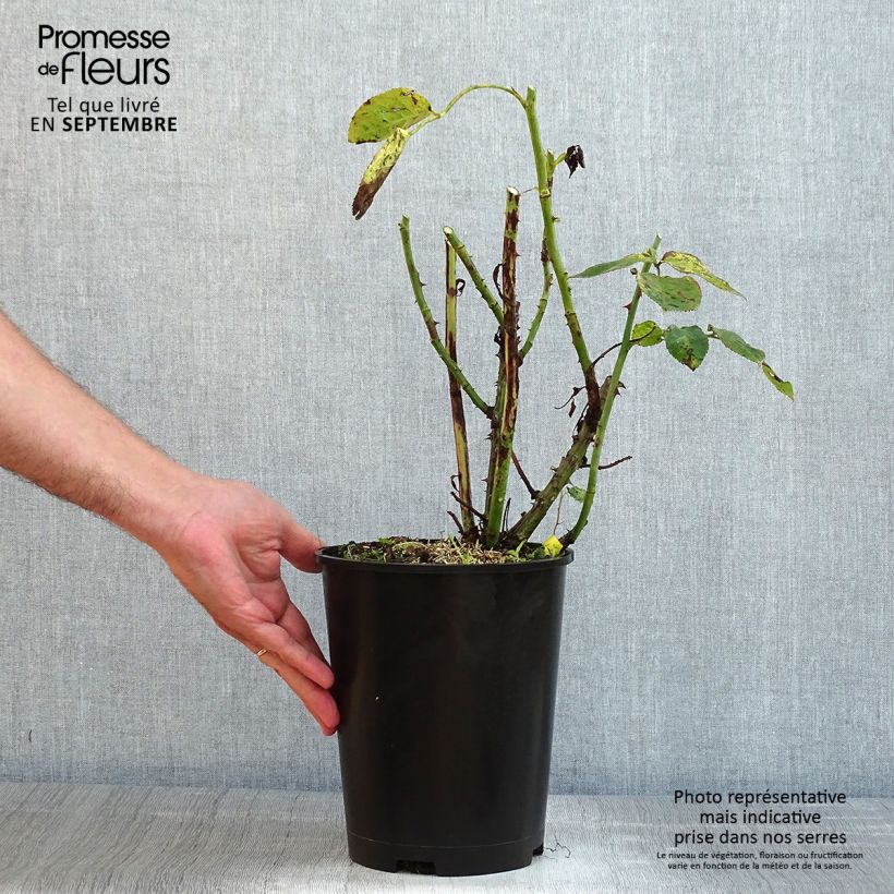 Spécimen de Rosier à grandes fleurs Les Années Folles Trocadéro Pot de 4L/5L tel que livré en été
