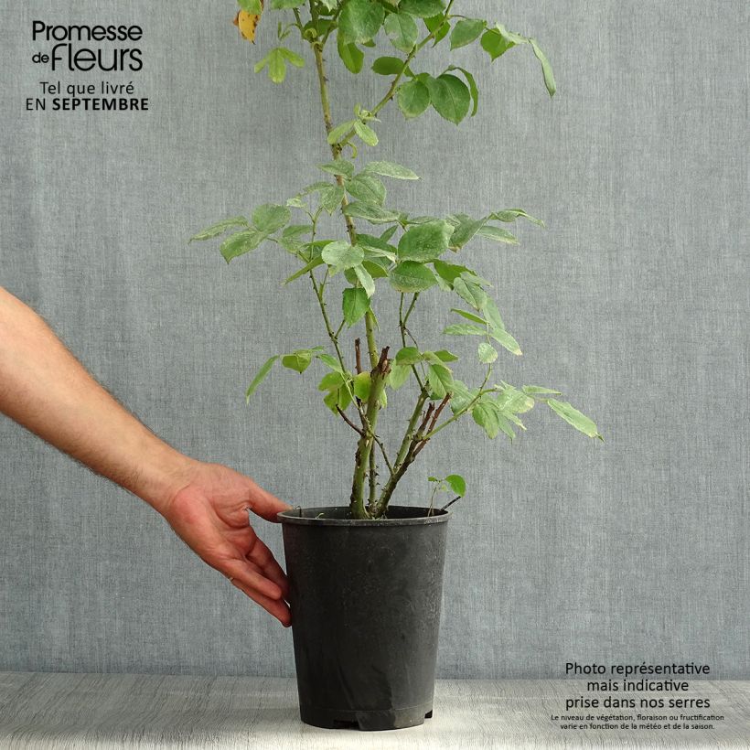 Spécimen de Rosier à grandes fleurs Lolita Lempicka Pot de 4L/5L tel que livré en été