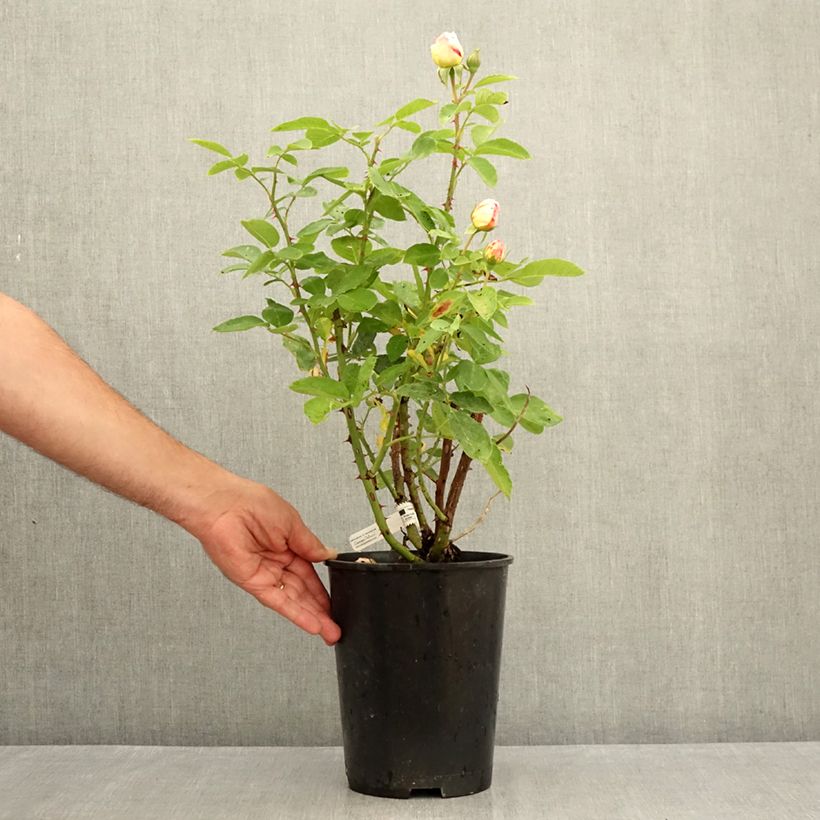 Spécimen de Rosier à grandes fleurs Marc Chagall Pot de 3L/4L tel que livré en été