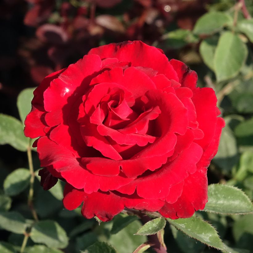 Rosier à grandes fleurs Marcel Pagnol (Floraison)