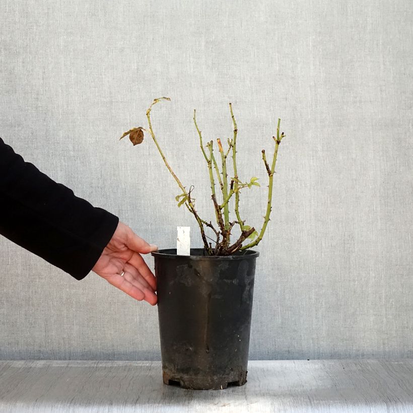 Spécimen de Rosier à grandes fleurs Memoire Pot de 4L/5L tel que livré en automne