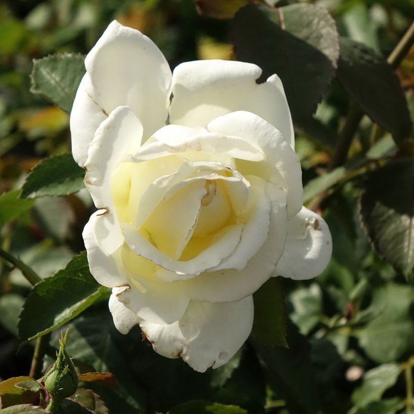 Rosier à grandes fleurs Memoire (Floraison)