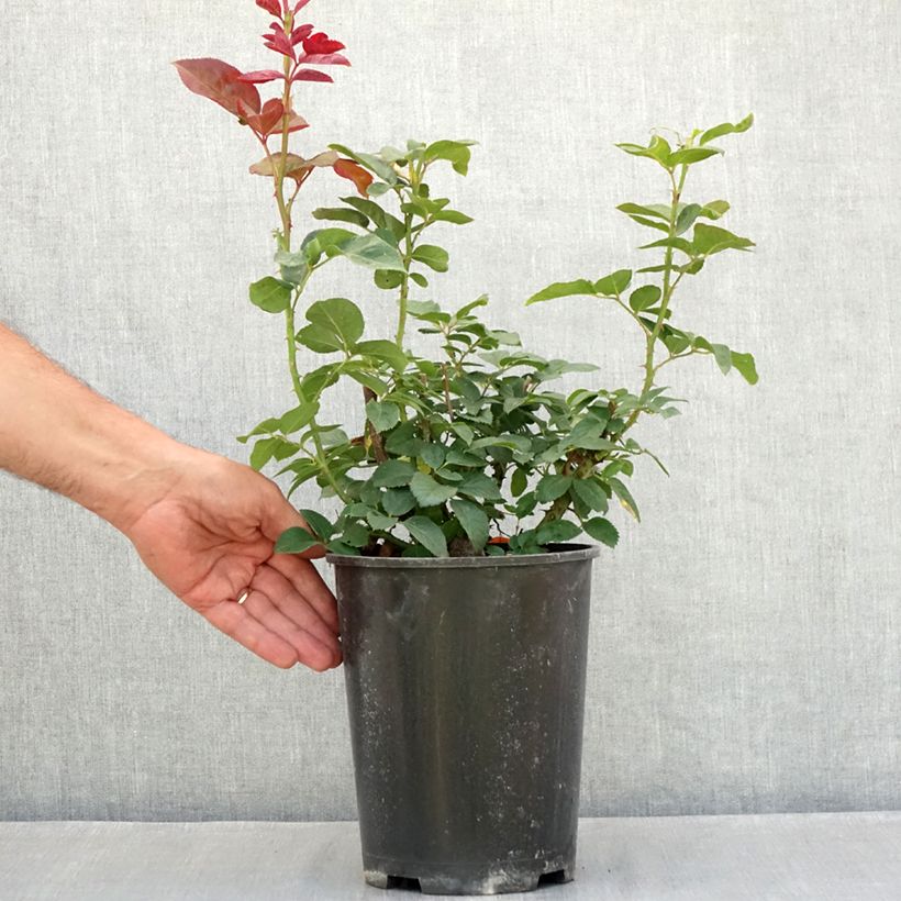 Spécimen de Rosier à grandes fleurs Metropolitan Pot de 4L/5L tel que livré en été