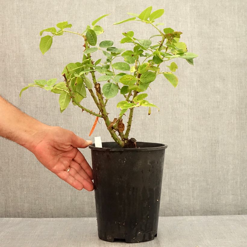 Spécimen de Rosier à grandes fleurs Michelangelo Pot de 4L/5L tel que livré en été