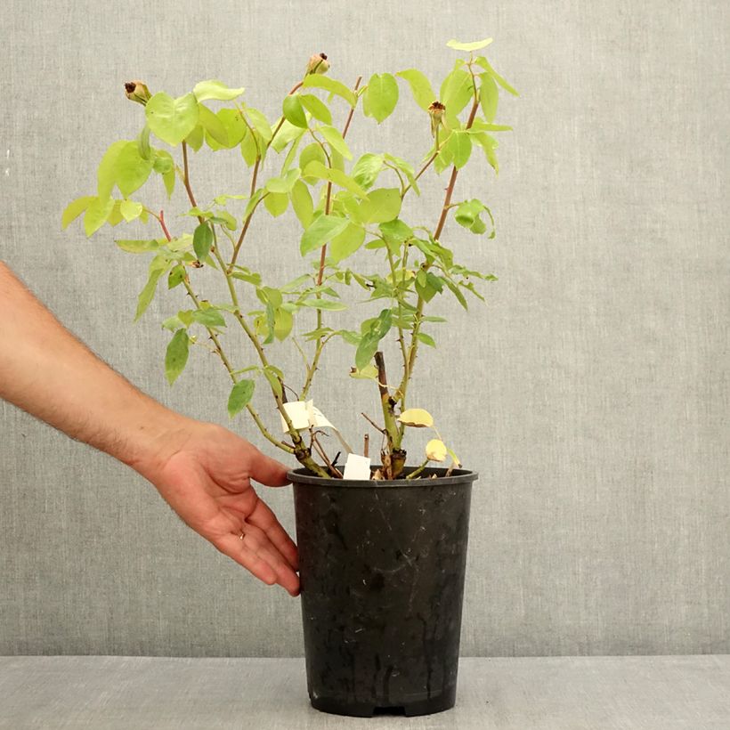 Spécimen de Rosier à grandes fleurs Michele Meilland Pot de 4L/5L tel que livré en été