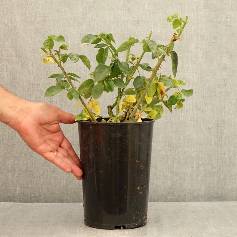 Spécimen de Rosier à grandes fleurs Mme A. Meilland (Peace) Pot de 4L/5L tel que livré en été