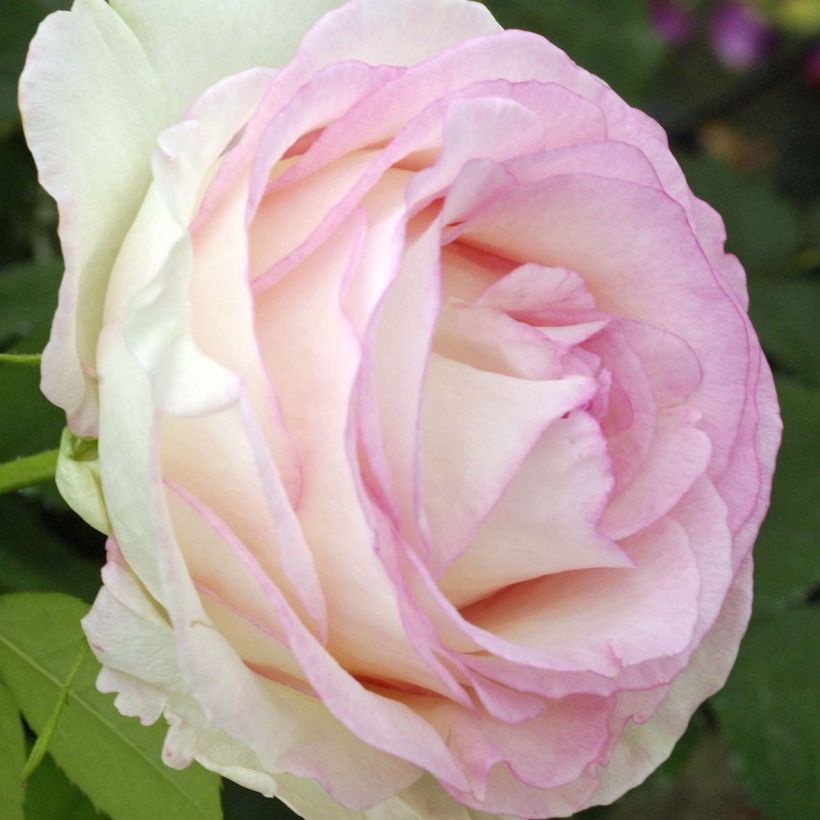 Rosier à grandes fleurs Moonstone (Floraison)