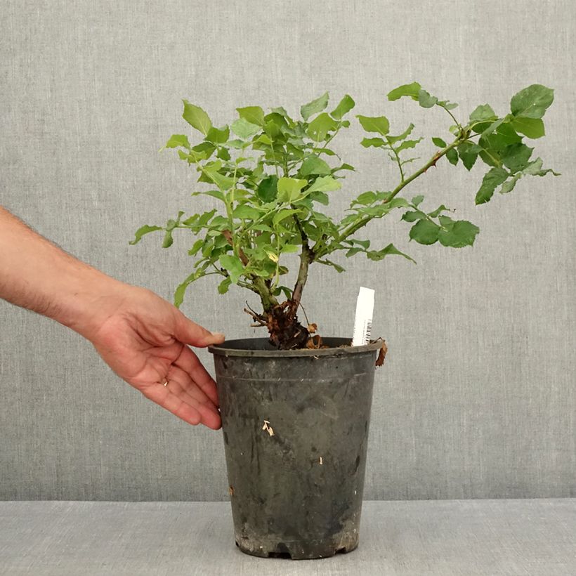 Spécimen de Rosier à grandes fleurs New Imagine Pot de 4L/5L tel que livré en été