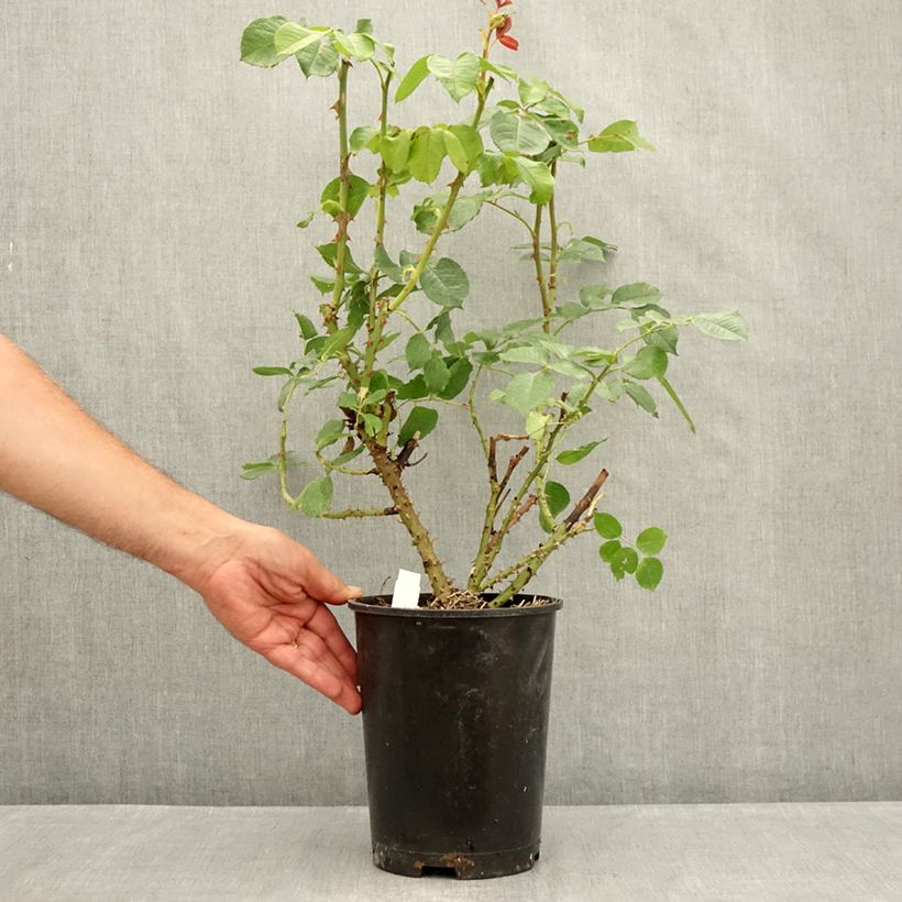Spécimen de Rosier à grandes fleurs Niharika Pot de 4L/5L tel que livré en été