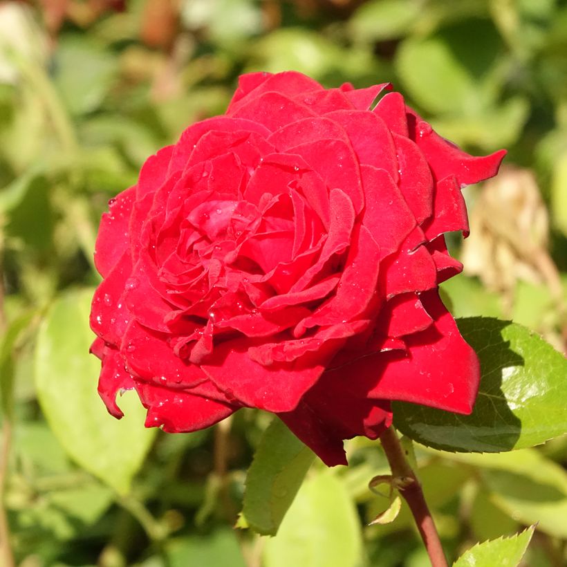 Rosier à grandes fleurs Noémie de Rothschild (Floraison)