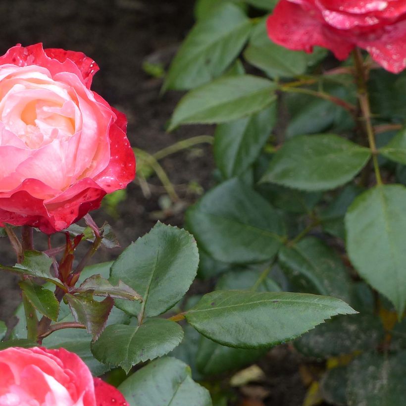 Rosier à grandes fleurs Nostalgie (Feuillage)