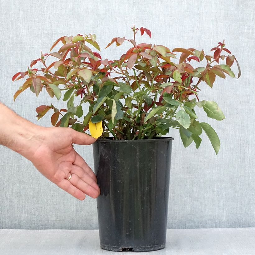 Spécimen de Rosier à grandes fleurs Nuage Parfumé (Duftwolke) Pot de 3L/4L tel que livré en été