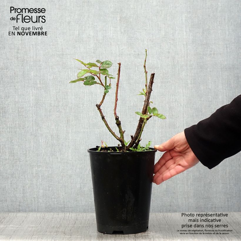 Spécimen de Rosier à grandes Fleurs Oriental Peace Pot de 4L/5L tel que livré en automne