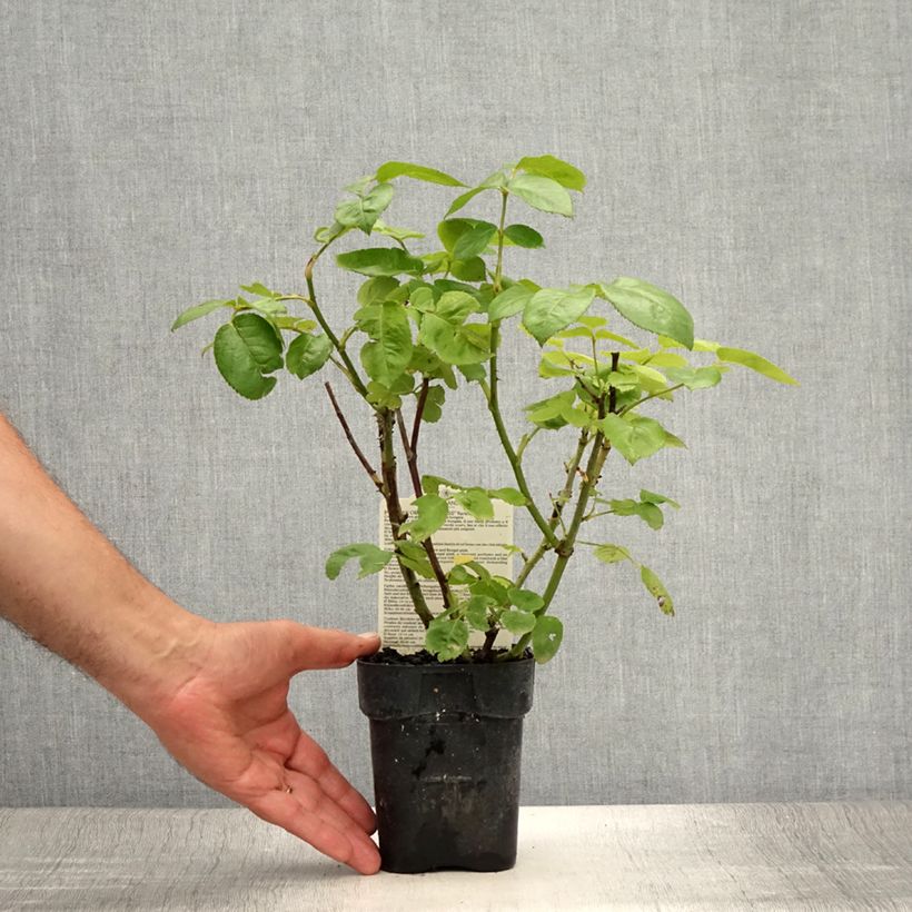 Spécimen de Rosier à grandes Fleurs Oriental Peace Pot de 10 cm/11cm, Issu de bouture tel que livré en été