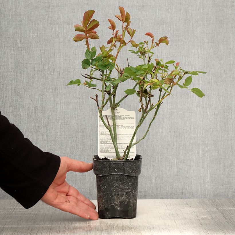 Spécimen de Rosier à grandes Fleurs Oriental Peace - Pot de 10 cm/11cm tel que livré au printemps