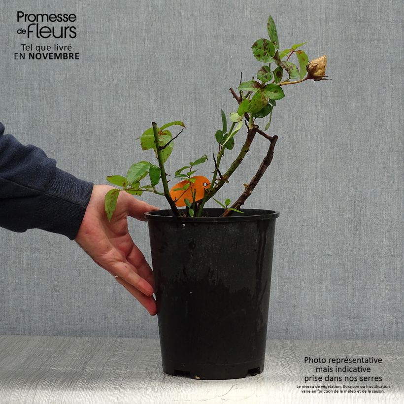 Spécimen de Rosier à grandes fleurs Pacific Sunset  Pot de 4L/5L tel que livré en automne