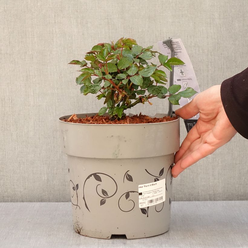 Spécimen de Rosier à grandes fleurs Paint it Black - Pot de 6L/7L tel que livré au printemps