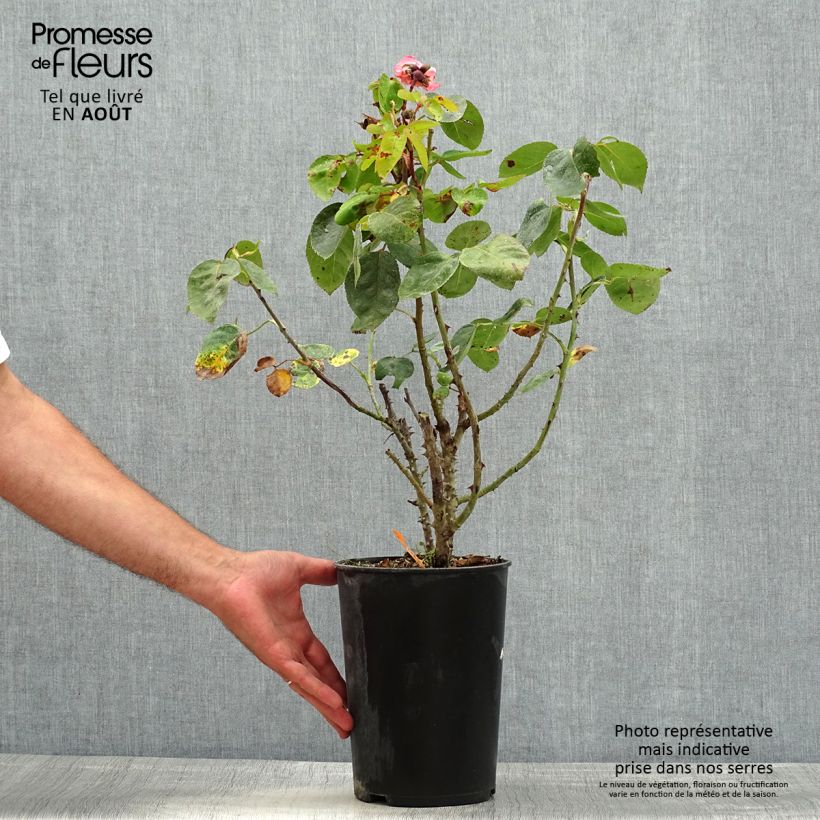 Spécimen de Rosier à grandes fleurs Panthere Rose tel que livré en ete