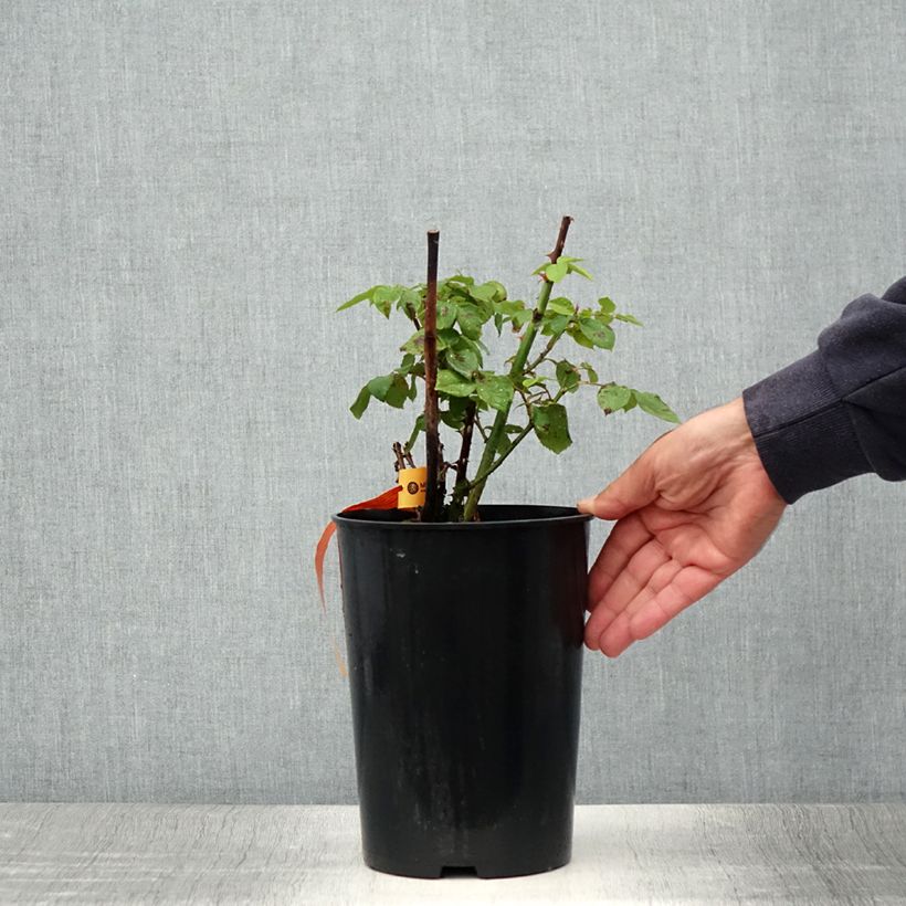 Spécimen de Rosier à grandes fleurs Papa Meilland Pot de 4L/5L tel que livré en été